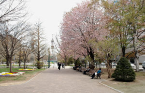 北海道札幌市の大通公園で「桜」の写真